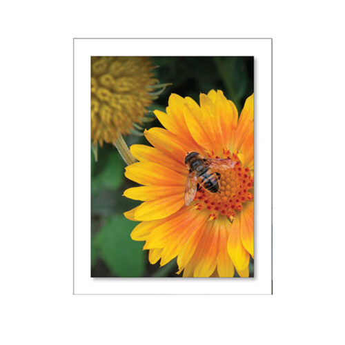 Bee on Sunflower | OWF Note Cards