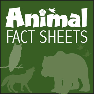 Animal Fact Sheets