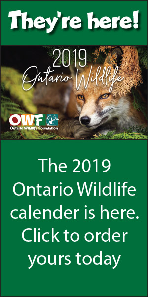 Ontario Wildlife Foundation
