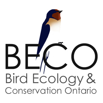 BECO – Bird Ecology and Conservation Ontario BECO - Bird Ecology and Conservation Ontario