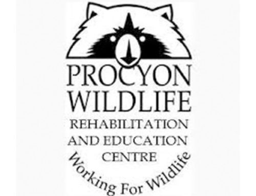 Procyon Wildlife Rehabilitation & Education Centre