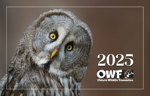 2025 OWF Calendar