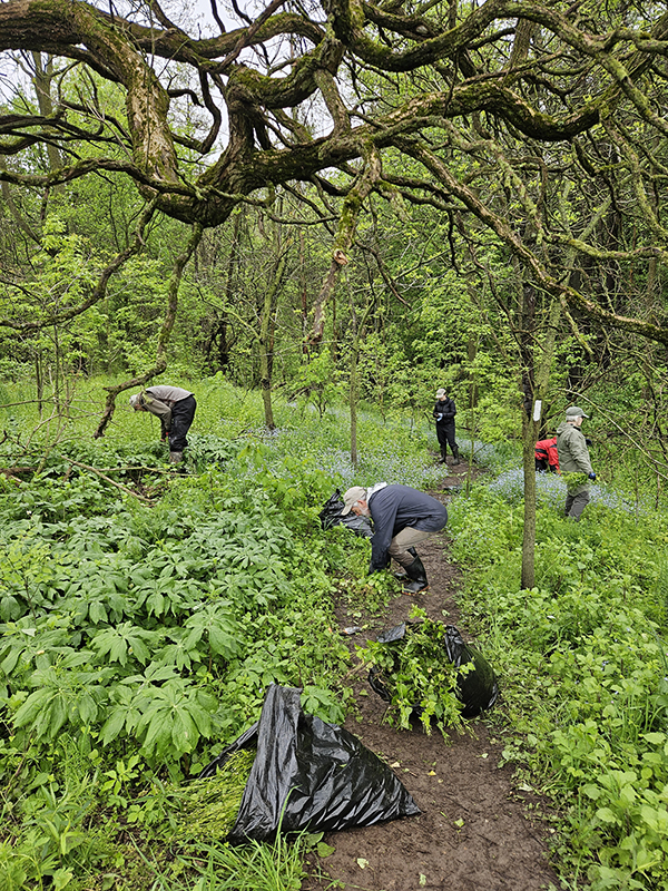 Ontario Nature Invasive Species Removal